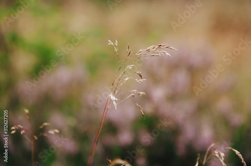 grass closeup © JJ Hammond