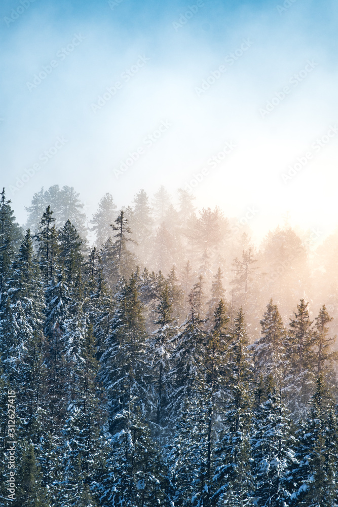 winter forest with fog and the sun shining into it winter forest with fog and the sun shining into it