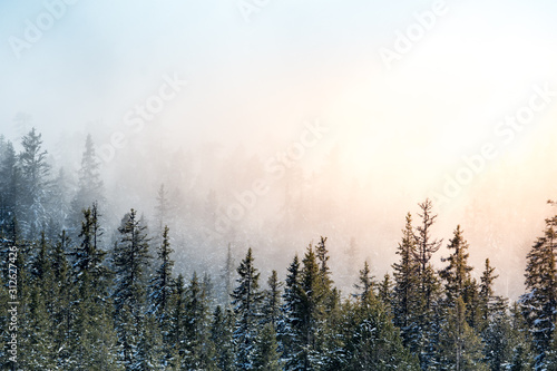 winter forest with fog and the sun shining into it