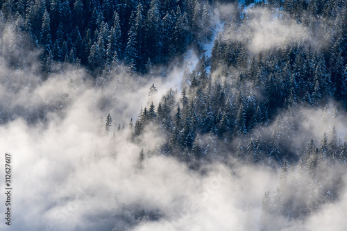 misty winter forest in clouds in the swiss alps © schame87