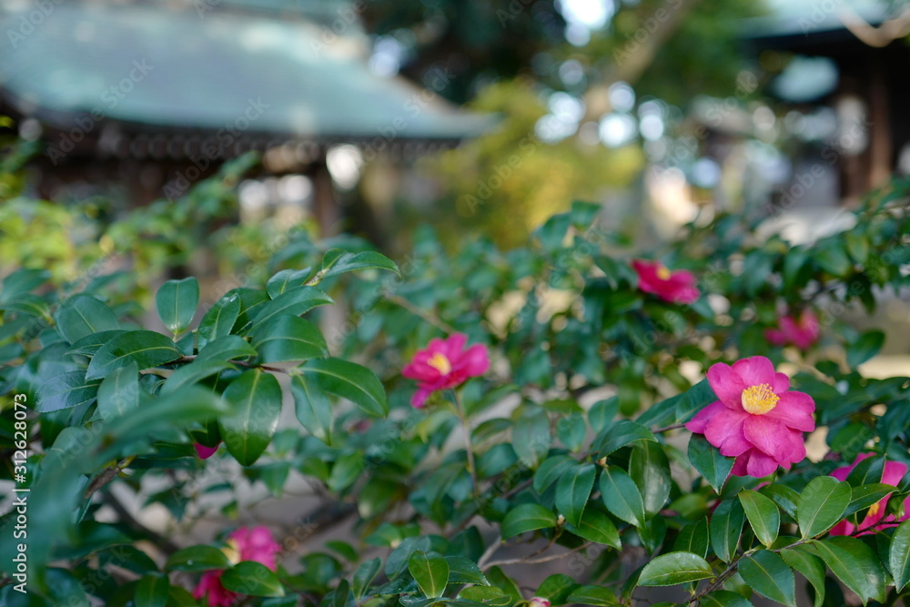 椿 ツバキ 神社 自然 緑 ピンク 花