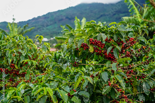 Beautiful coffee plant full red of coffee beans in Costa Rica