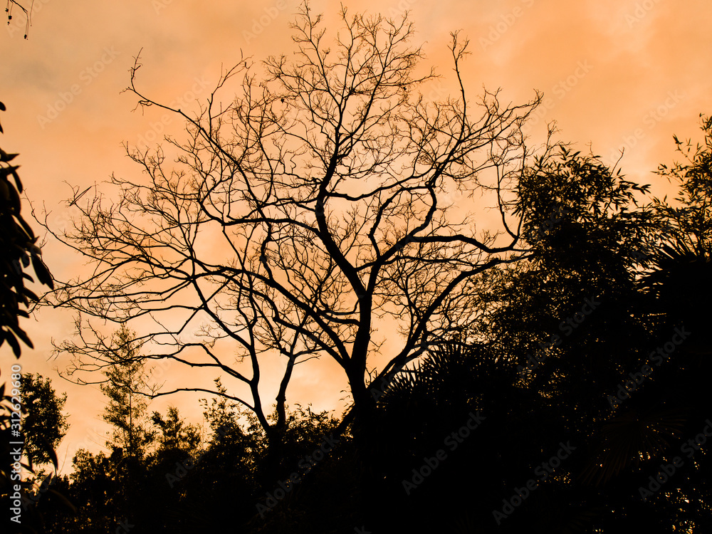 Arbre sans feuilles et ciel ténébreux Arbre sans feuilles et ciel ténébreux