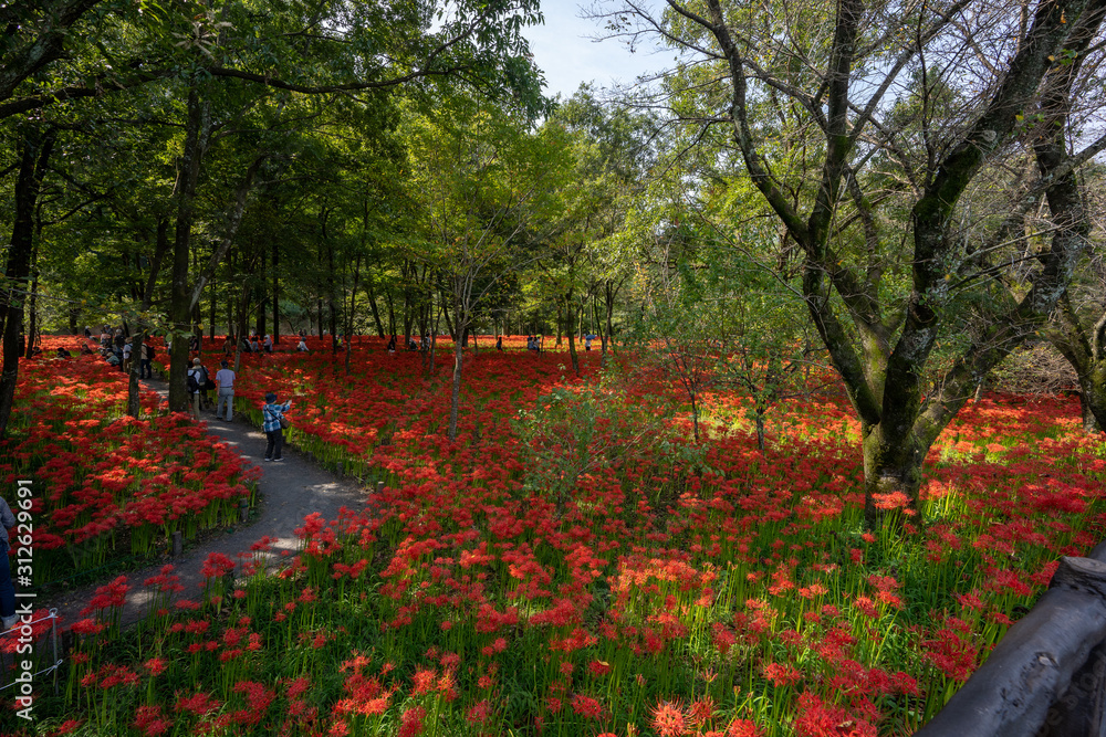 Naklejka premium 彼岸花の写真