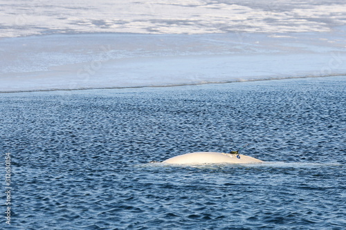 Canvas Print Beluga whale or White whale (Delphinapterus leucas) swimming on sea surface near the edge of ice floe