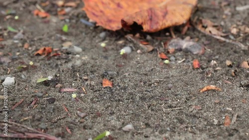 Leaf-cutter Ants Carrying Flowers