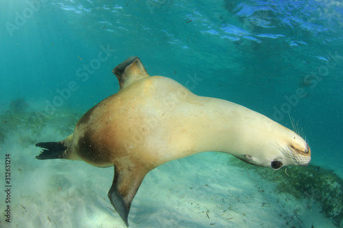 Australian Sea Lion