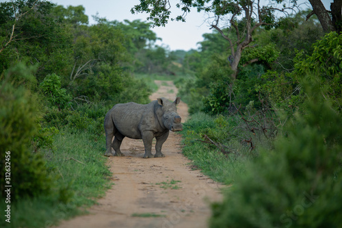 Dehorned rhino standing in the road
