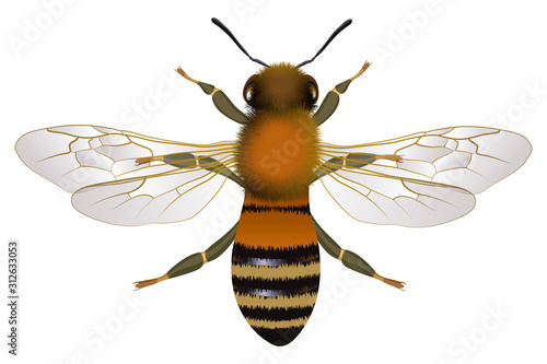 Close up view of the bee with open wings