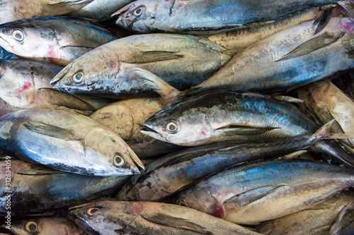 fresh fish in the market © MonicaPriscilla