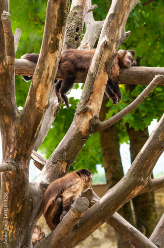 capuchin sleeping on a tree branch