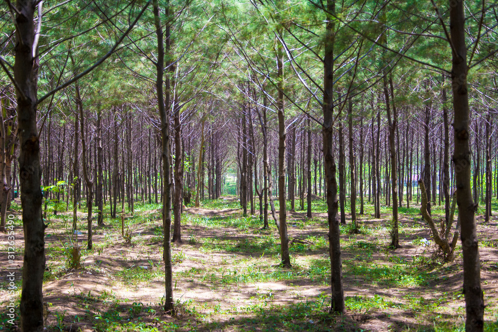 trees in the forest trees in the forest
