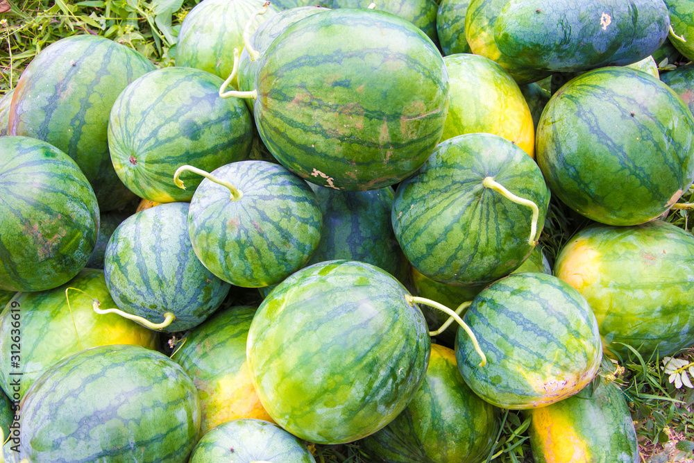 Freshly harvested watermelons are ready to be sent to the market