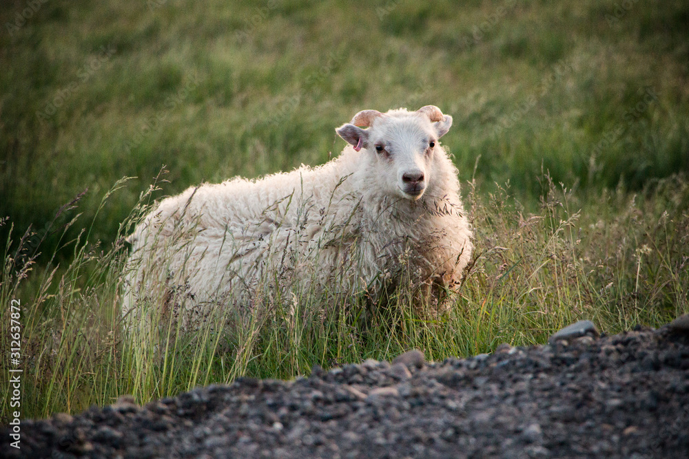 Obraz premium Schafe auf Island