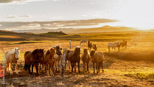 Pferde auf Island © andhall