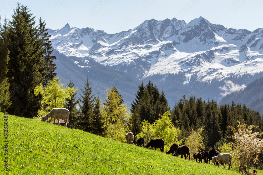Frühlingshafte Landschaft in den Alpen