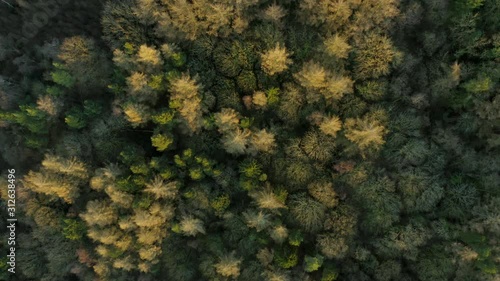 Aerial footage of treetops during low sunset in the English Countryside at the Peak District National Park, December Winter.