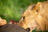 A young male lion feeding of a buffalo bull kill. Swarms of flies joining in as the summer heat beats down. 