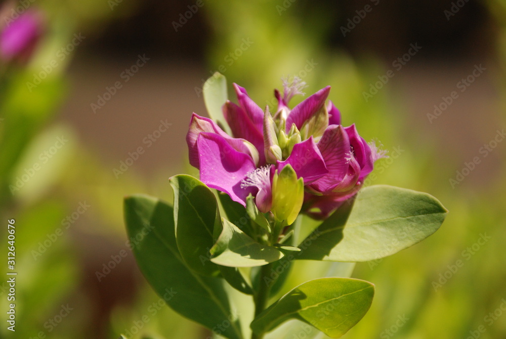 purple flower in macro close-up