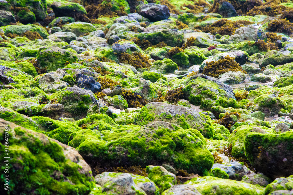 moss on the seashore rock moss on the seashore rock