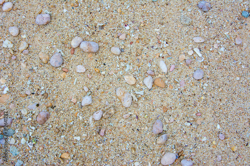 sea shells and white sand on the beach