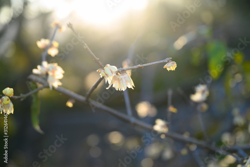 蝋梅は一月に咲く一番早い梅の花 photo