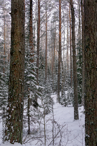 Winter landscape, the whole forest strewn with snow.