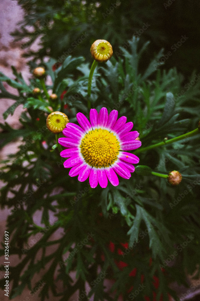 Obraz premium flowers in garden