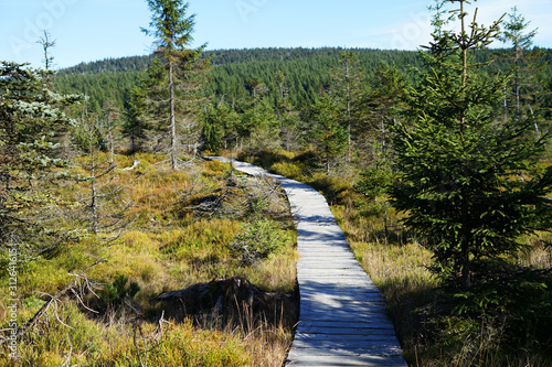 Swamp boardwalk in the middle of dwarf pine, Jizera Mountains, Czech Republic photo