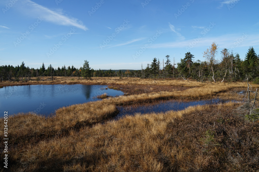 Peat bog swamp (Na Cihadle), Jizera Mountains, Czech Republic