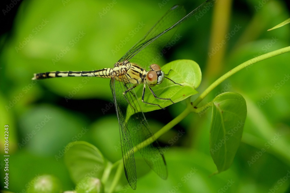 The green dragonfly sits on a leaf branch in the summer against the background of a blurred garden, trying to clean itself. Image suitable for screen background. a comfortable atmosphere to see. The green dragonfly sits on a leaf branch in the summer against the background of a blurred garden, trying to clean itself. Image suitable for screen background. a comfortable atmosphere to see.