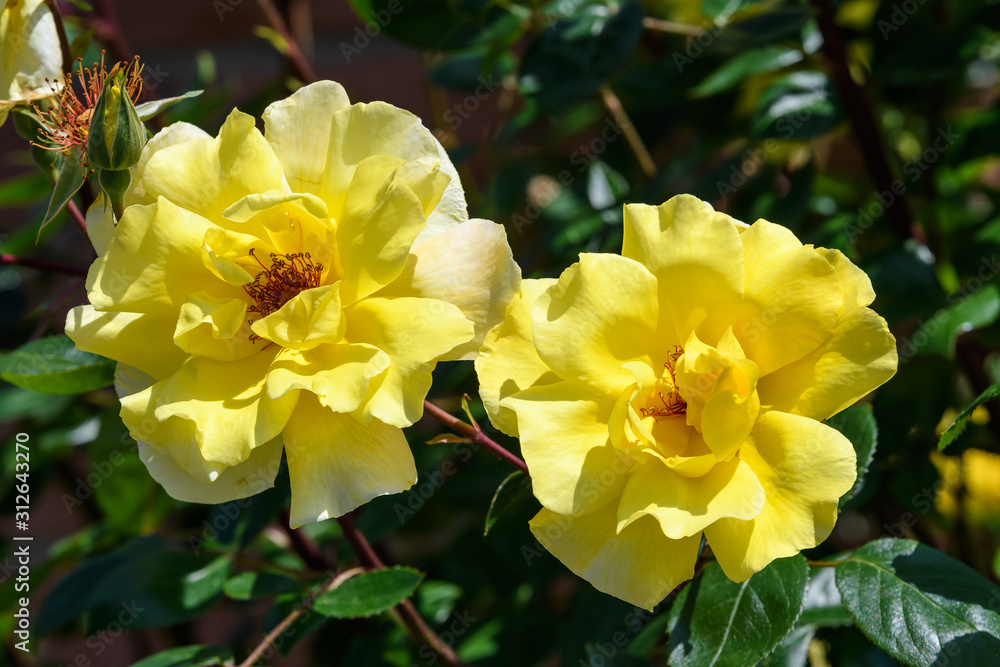 Close up of two beautiful yellow rose flowers in a garden in sunny summer day, soft focus Close up of two beautiful yellow rose flowers in a garden in sunny summer day, soft focus