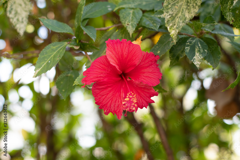 closeup of red chinese hibiscus or china rose flower and other name hawaiian hibiscus , rose mallow. the scientific name is hibiscus rosa sinensis closeup of red chinese hibiscus or china rose flower and other name hawaiian hibiscus , rose mallow. the scientific name is hibiscus rosa sinensis