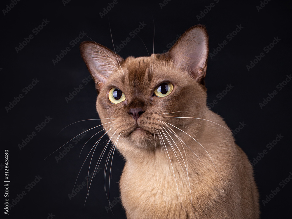Portrait of a cute chocolate Burmese cat with in intense focused look with big yellow eyes. Isolated on black background.	