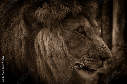 Leone