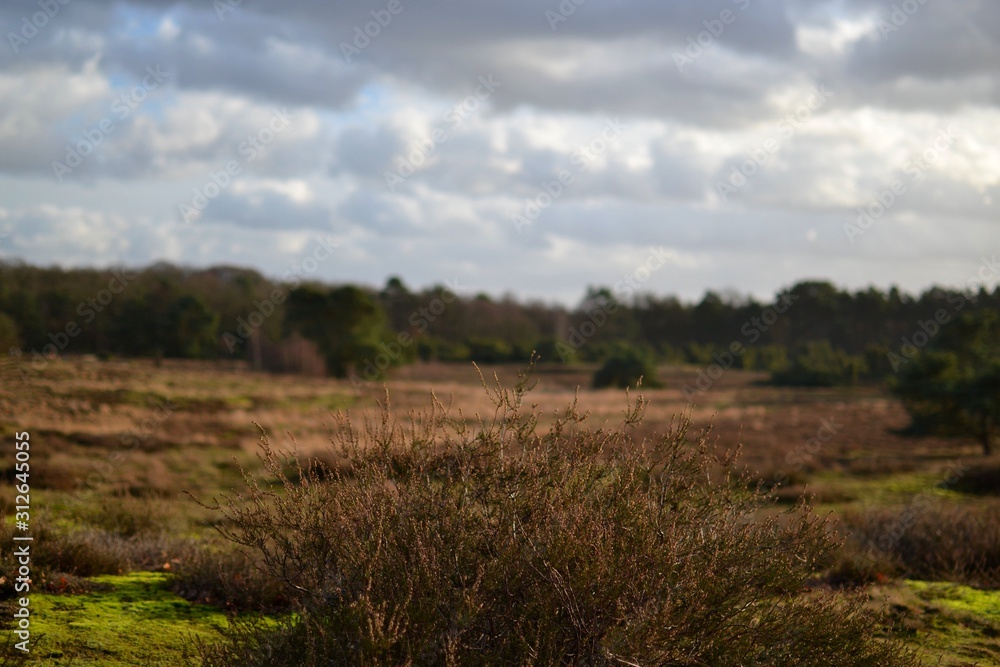 Heide im Dezember 2019