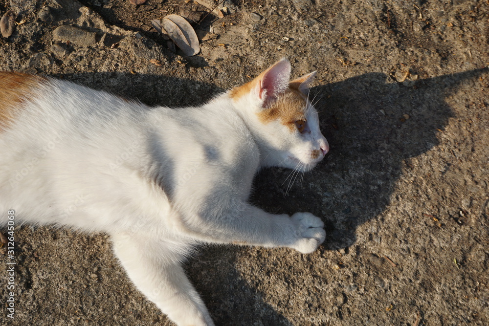 Cute cat playing on the sand and lying on the floor. Cute cat playing on the sand and lying on the floor.