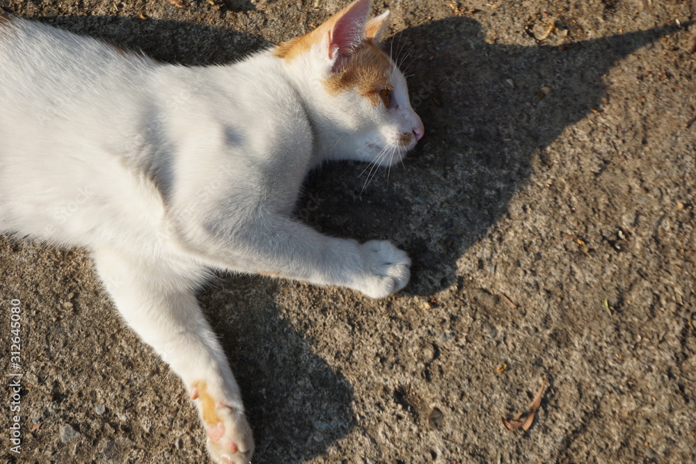 Cute cat playing on the sand and lying on the floor. Cute cat playing on the sand and lying on the floor.
