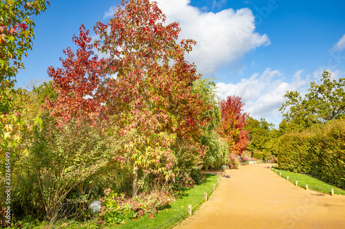 Garden or park design with colorful ash trees in autumn colors