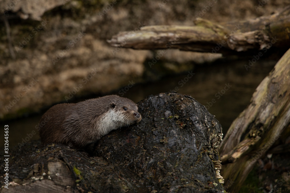 animal theme photography otter fight in water outdoor wilderness environment animal theme photography otter fight in water outdoor wilderness environment