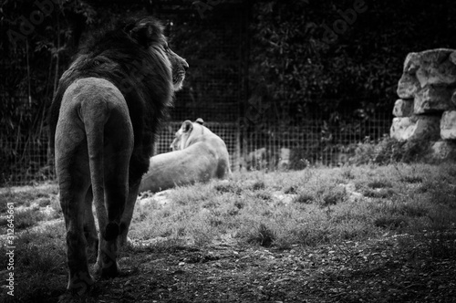Leoni