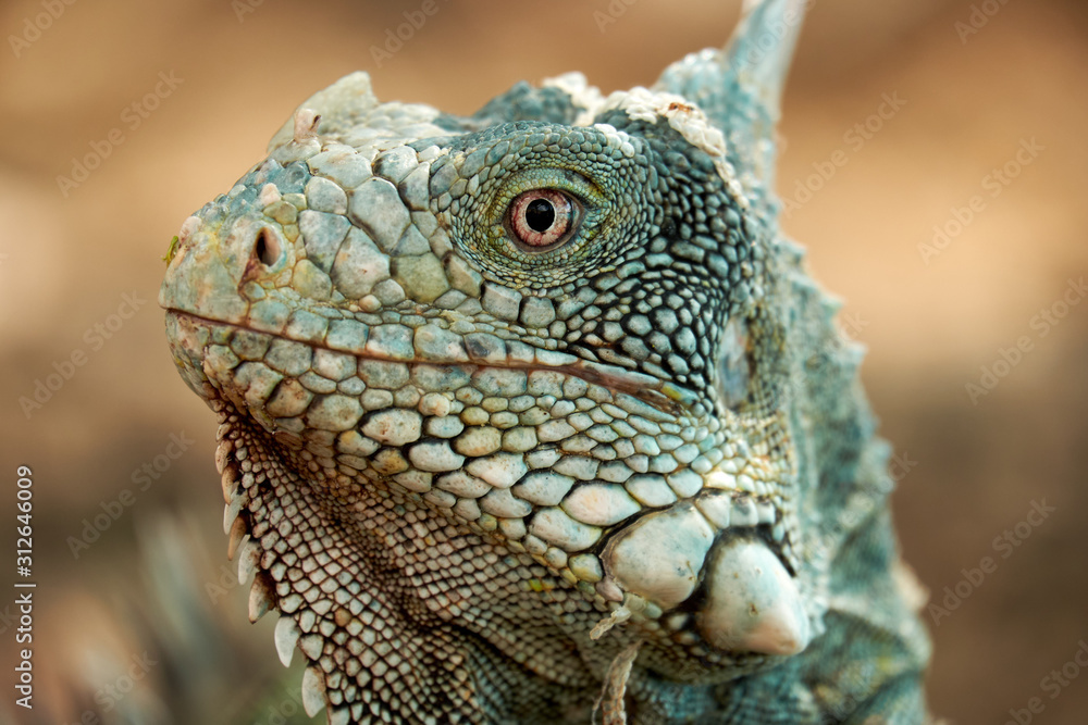 Fototapeta premium iguana in zoo