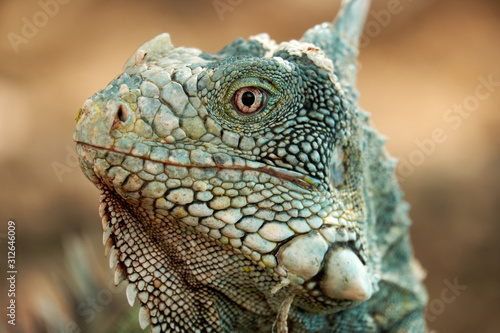 iguana in zoo