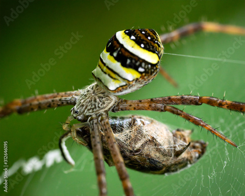 Argiope keyserlingi photo