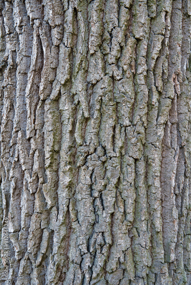 Fototapeta premium Baumrinde 2