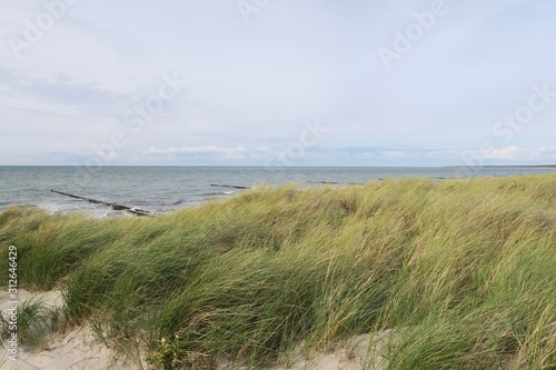 Dünen an der Ostsee in Ahrenshoop (Mecklenburg-Vorpommern)