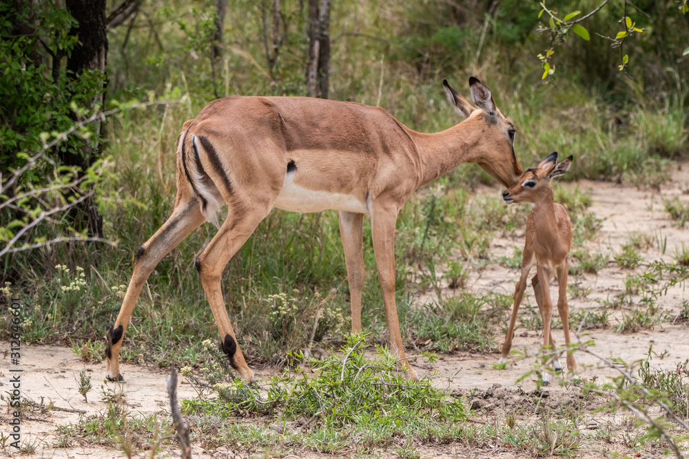 antelope mother and kid antelope mother and kid