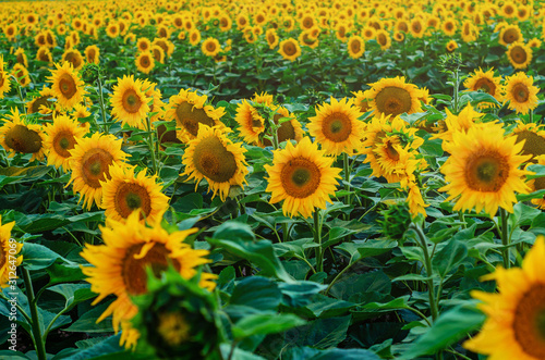 Field with sunflowers on a blue sky background