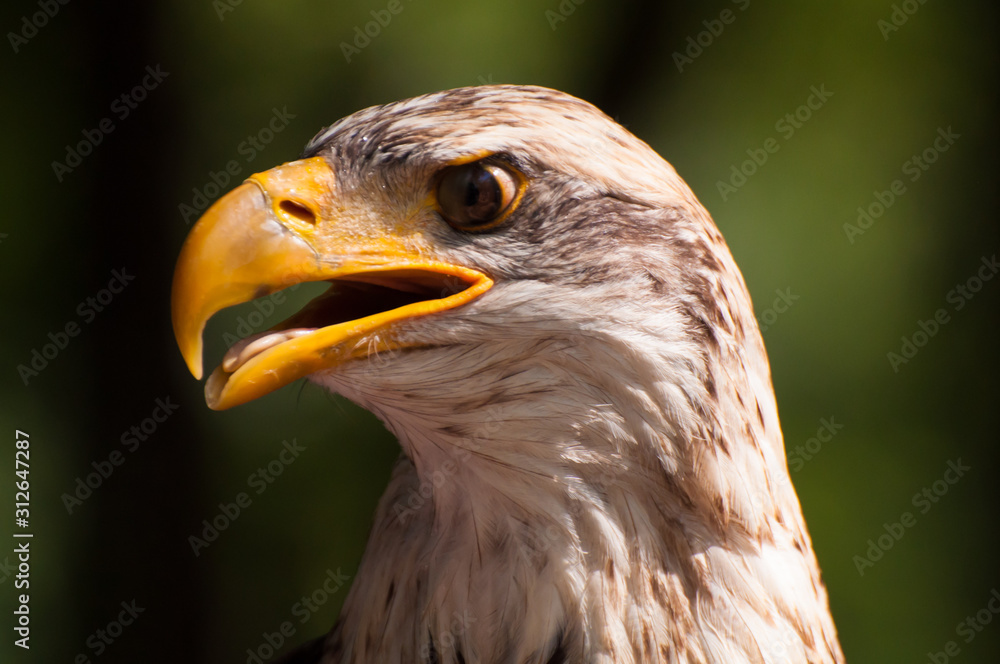 Naklejka premium Weißkopfseeadler