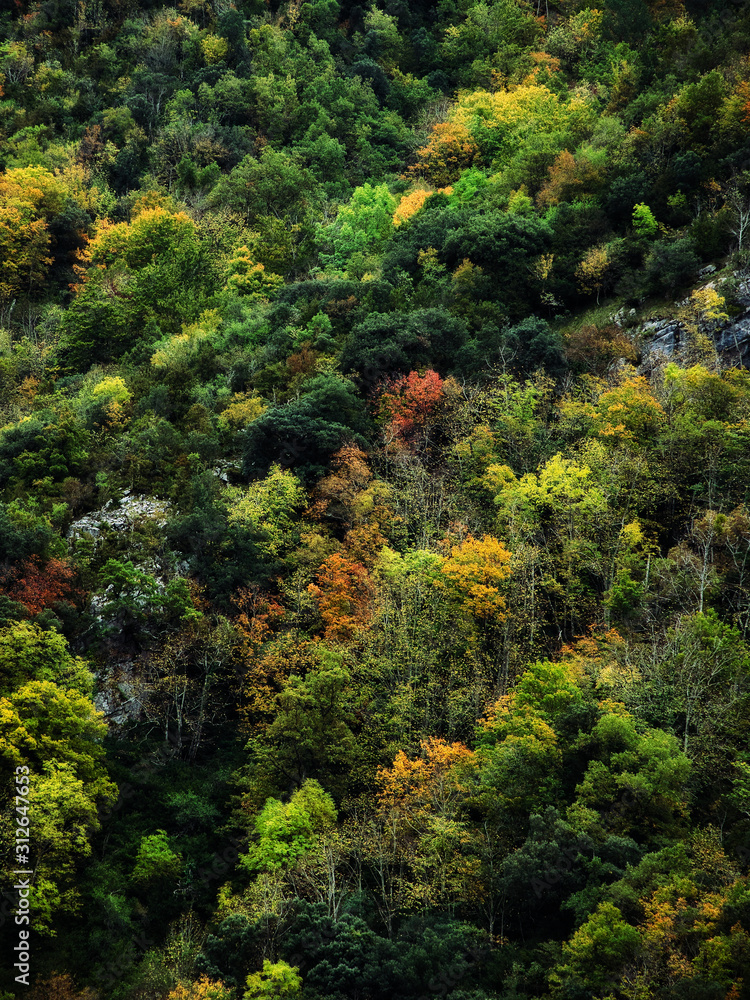 Vertical view of the Irati jungle in autumn, . Navarre Pyrenees, Spain Vertical view of the Irati jungle in autumn, . Navarre Pyrenees, Spain